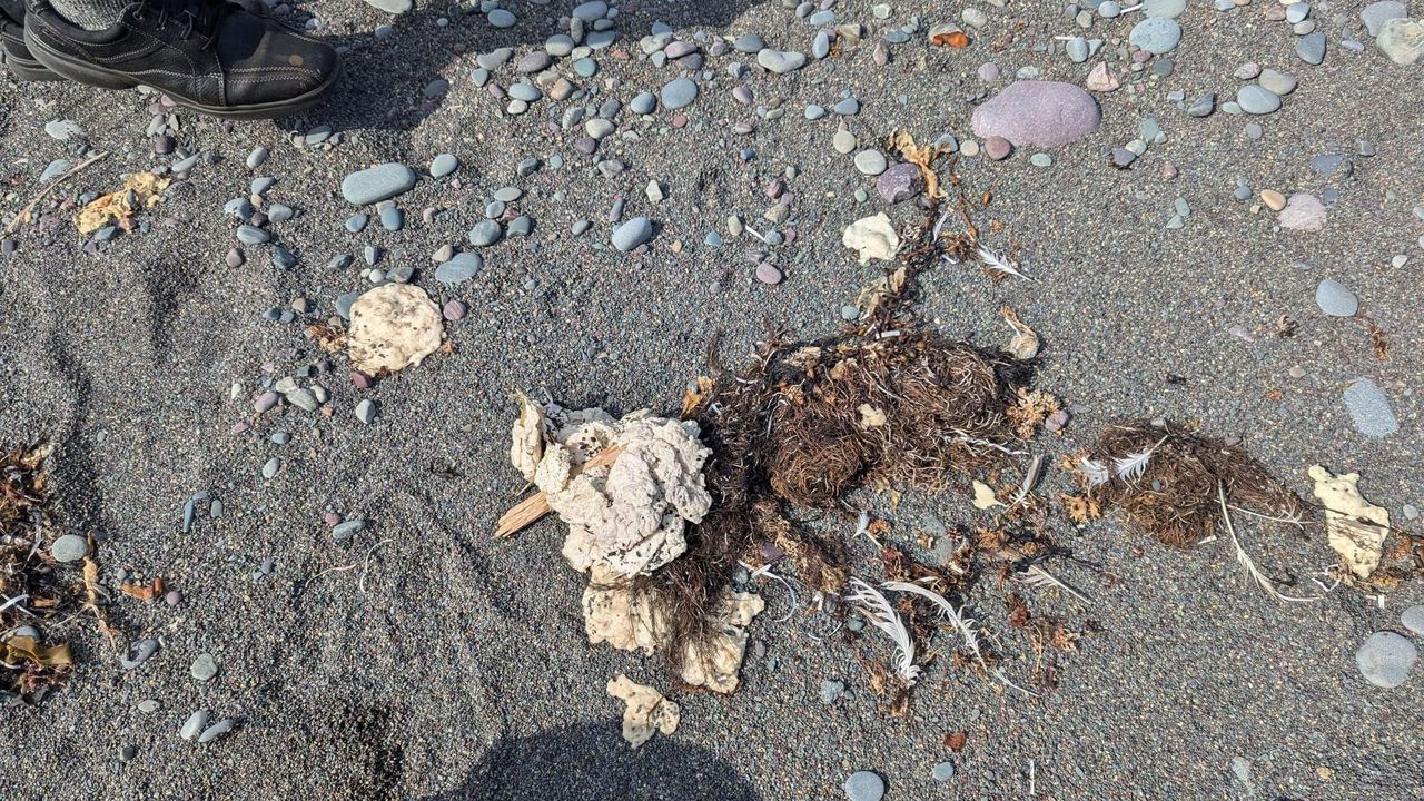 Mysterious white goo baffles Newfoundland beaches