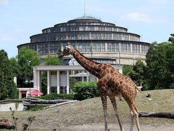 ZOO Wrocław świętuje 160-lecie istnienia! Odkryj wyjątkowe atrakcje, warsztaty i pokazy podczas jubileuszowych obchodów od 10 do 12 lipca.