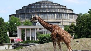 ZOO Wrocław świętuje 160-lecie istnienia! Odkryj wyjątkowe atrakcje, warsztaty i pokazy podczas jubileuszowych obchodów od 10 do 12 lipca.