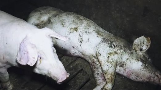 Drastyczne sceny w zakładzie w Niemczech.