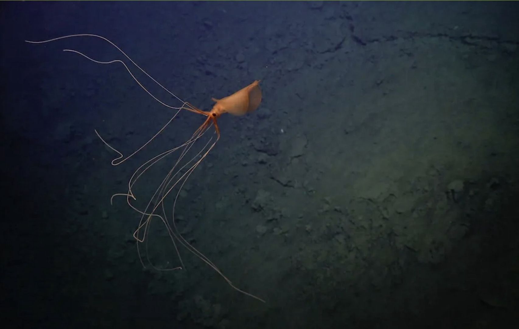 Nagranie z głębin oceanu. Tajemnicze stworzenie z długimi ramionami