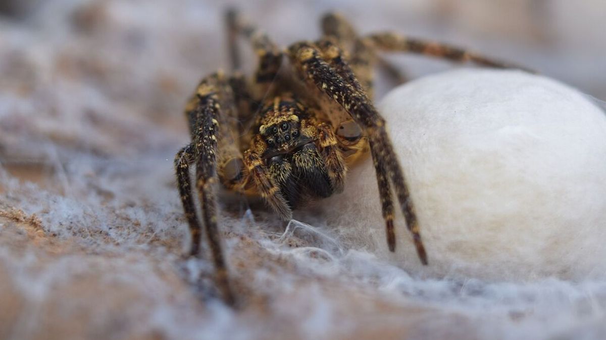Niemiecki urząd potwierdził obecność "Nosferatu"