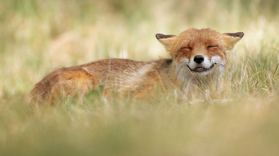 Fotografowanie dzikiej natury wcale nie musi być poważne - zdjęcia Juliana Rada 1