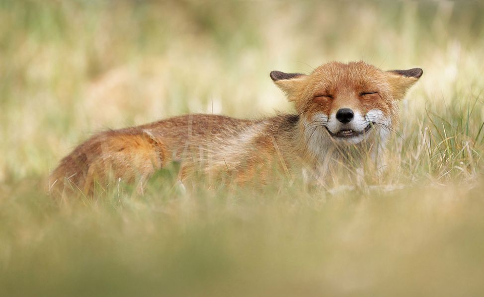 Fotografowanie dzikich zwierząt nie należy do najprostszych dziedzin fotografii. Julian Rad, 24-letni fotograf z Austrii, przez cały czas podnosi poprzeczkę. Oprócz tego, że fotografuje zwierzęta z ukrycia, stara się przedstawić je w zabawnych chwilach.