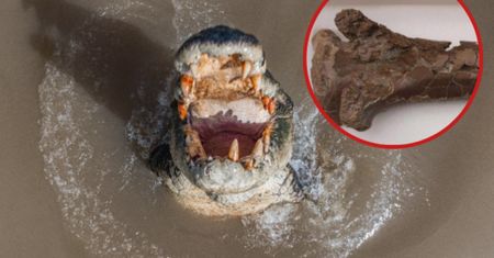 Pterozaur padł ofiarą krokodyla. Znaleziono dowód