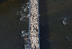Redyk w Beskidach. Setki owiec opanowały drogi