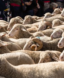 2 tys. owiec na ulicach miasta z okazji dorocznego święta