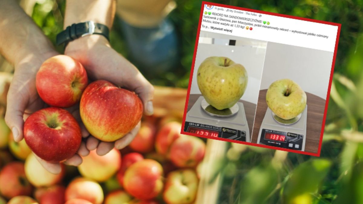 Rekordowe jabłko na Sandomierszczyźnie