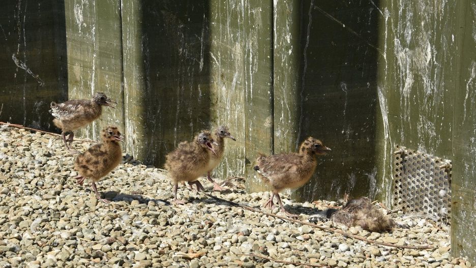 Śląskie. Sztuczna wyspa na goczałkowickim jeziorze spodobała się ptakom.
