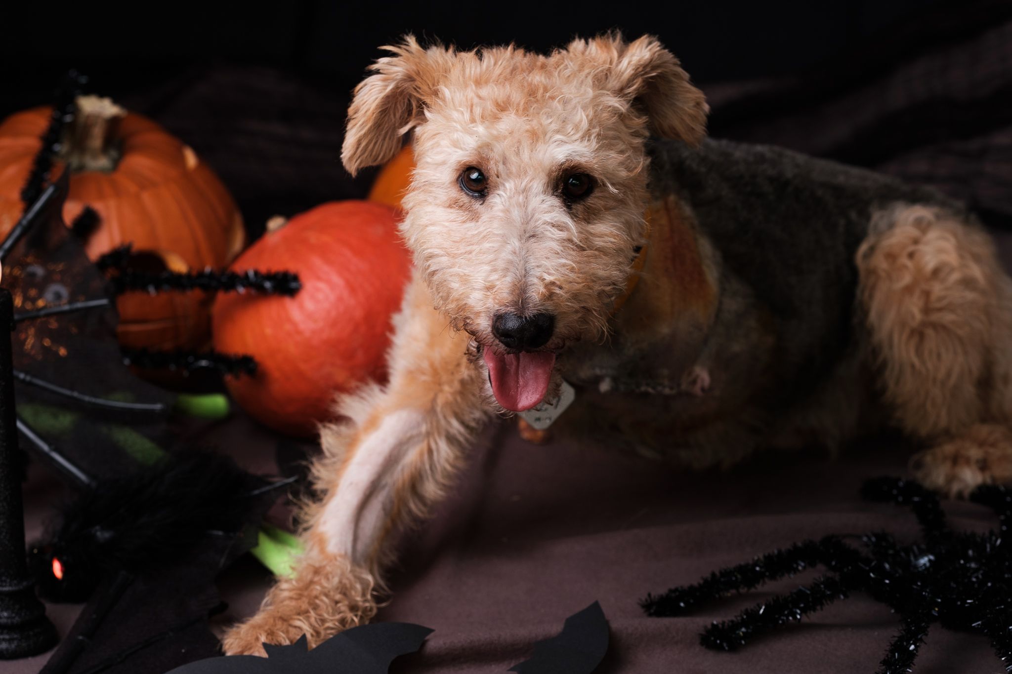 Halloween 2019: Zrobiłem sesję w schronisku, by pomóc w adopcji zwierząt 25