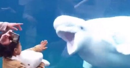 Podeszła z córką do szyby w oceanarium. Reakcja wieloryba zaskoczyła wszystkich