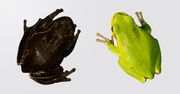 Czarne żaby z Czarnobyla. Przyspieszona ewolucja w akcji