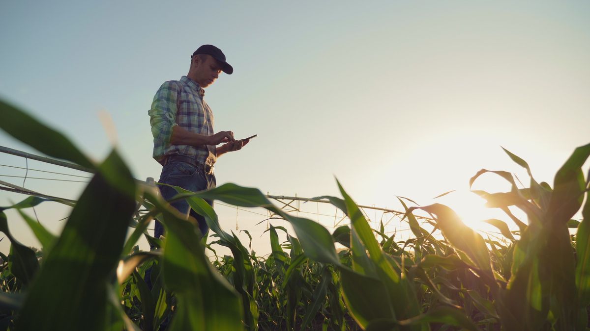 Farmer working in a cornfield, using smartphone
Young farmer working in a cornfield, inspecting and tuning irrigation center pivot sprinkler system on smartphone.
farmer, field, irrigation, system, corn, agricultural, agriculture, agronomy, gadget, mobile, check, tune, inspect, man, sunrise, smartphone, hold, watering, modern, cornfield, sky, circular, pivot, sprinkler, young, business, phone, countryside, crop, cultivated, sunset, day, examining, farm, farming, hands, holding, inspection, looking, male, produce, rural, technology, worker, working, green, summer