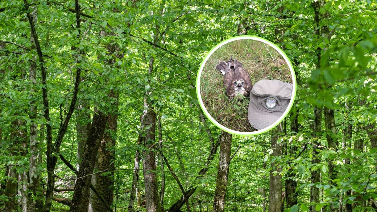 Samotny ptak nie zawsze potrzebuje ratunku