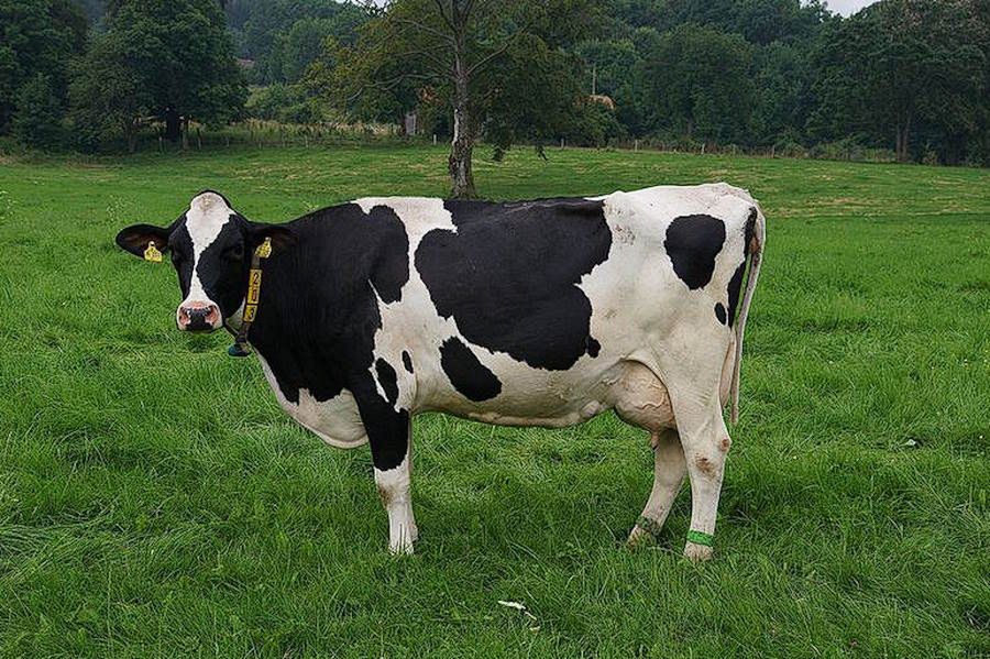 Krowa - zdjęcie ilustracyjne