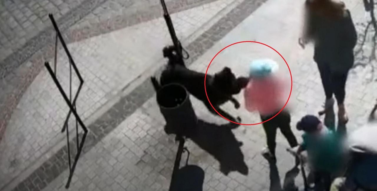 Pies zaatakował 8-latkę. Właściciel w tym czasie robił zakupy