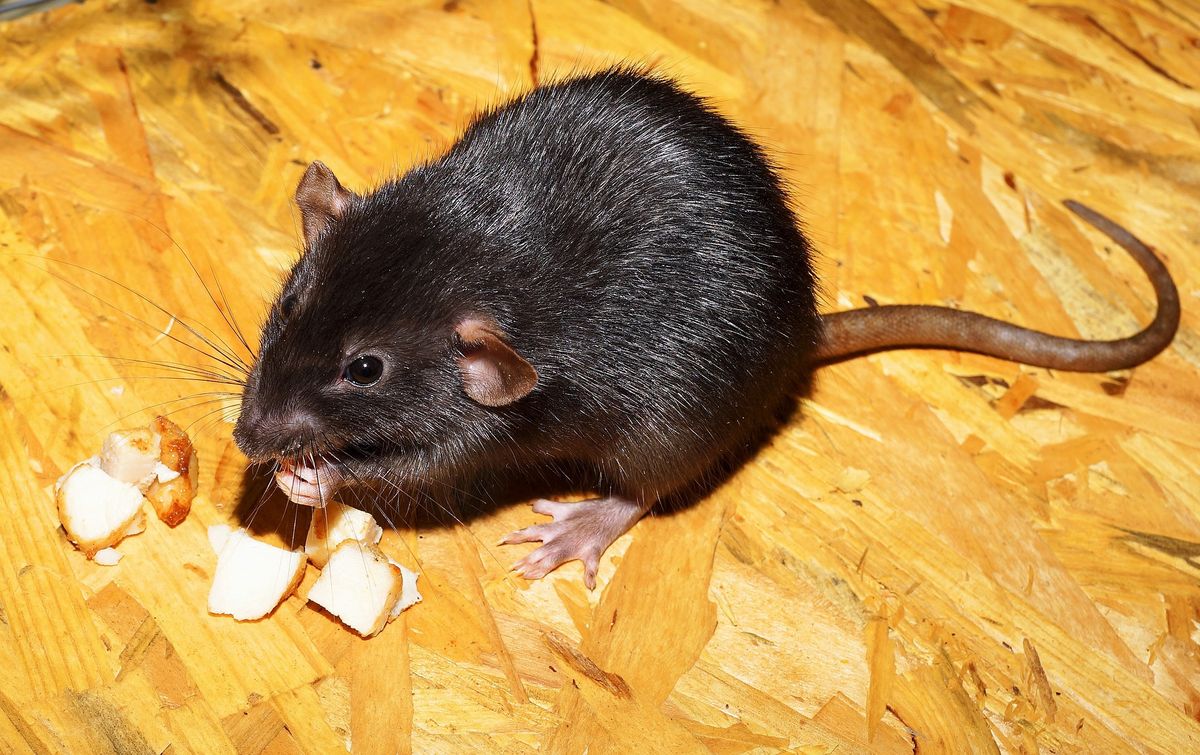 Plaga szczurów w Rzeszowie