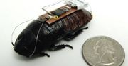 Zdalnie sterowany karaluch-cyborg. Żywy insekt w roli bezwolnego robota [wideo]