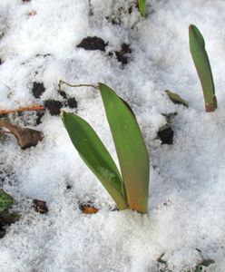 Pogoda. Czekają nas przymrozki. IMGW ostrzega