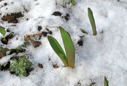 Pogoda. Czekają nas przymrozki. IMGW ostrzega