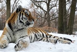 Nie żyje tygrys o imieniu Putin. Miał zawał serca
