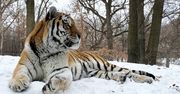 Nie żyje tygrys o imieniu Putin. Miał zawał serca