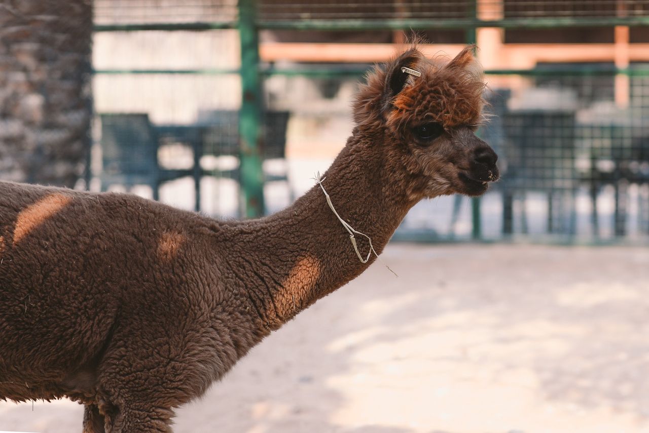 Koronawirus. Lama może pomóc zwalczać COVID-19