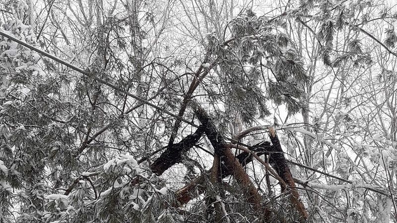 Drzewo wiszące na linii energetyczne