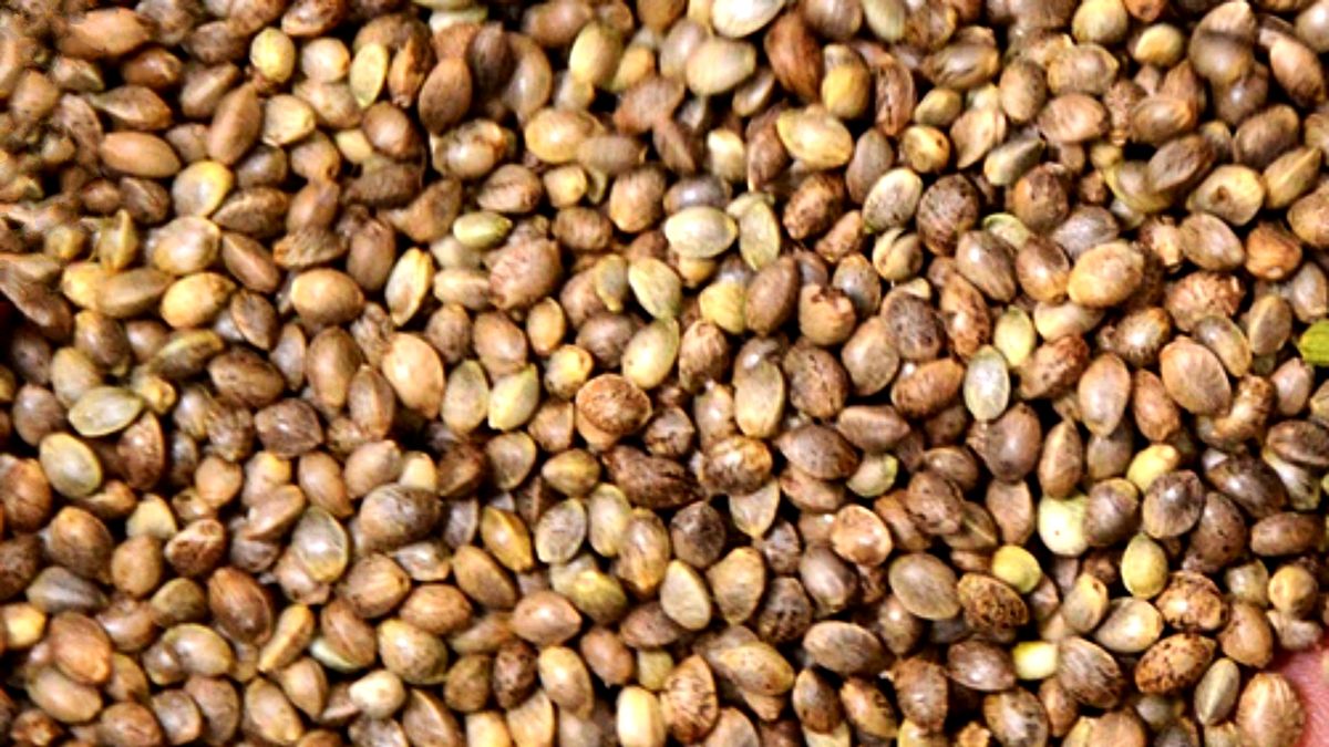 Nasiona konopi dostarczają pełnowartościowe białko i błonnik pokarmowy.