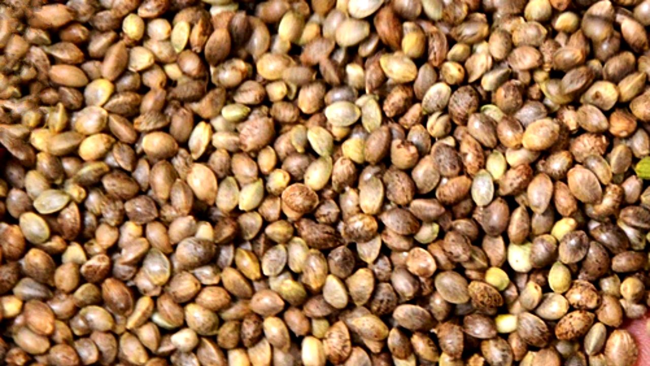 Nasiona konopi – tłuszcze, które odżywiają układ nerwowy