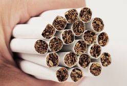 Mrówka może zarobić 3,5 tys. zł miesięcznie