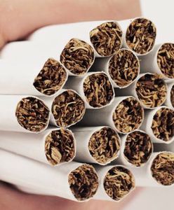 Mrówka może zarobić 3,5 tys. zł miesięcznie