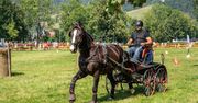 Zakopane: Mistrzostwa Podhala w Powożeniu – konie, tradycja i sport na Równi Krupowej