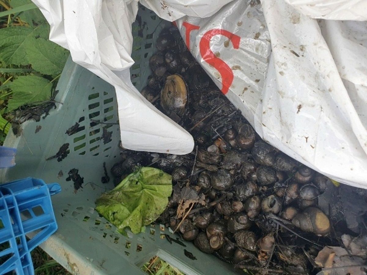 "Sajgon" w Wilanowie. Wietnamczycy łowili ślimaki i trafili do paki