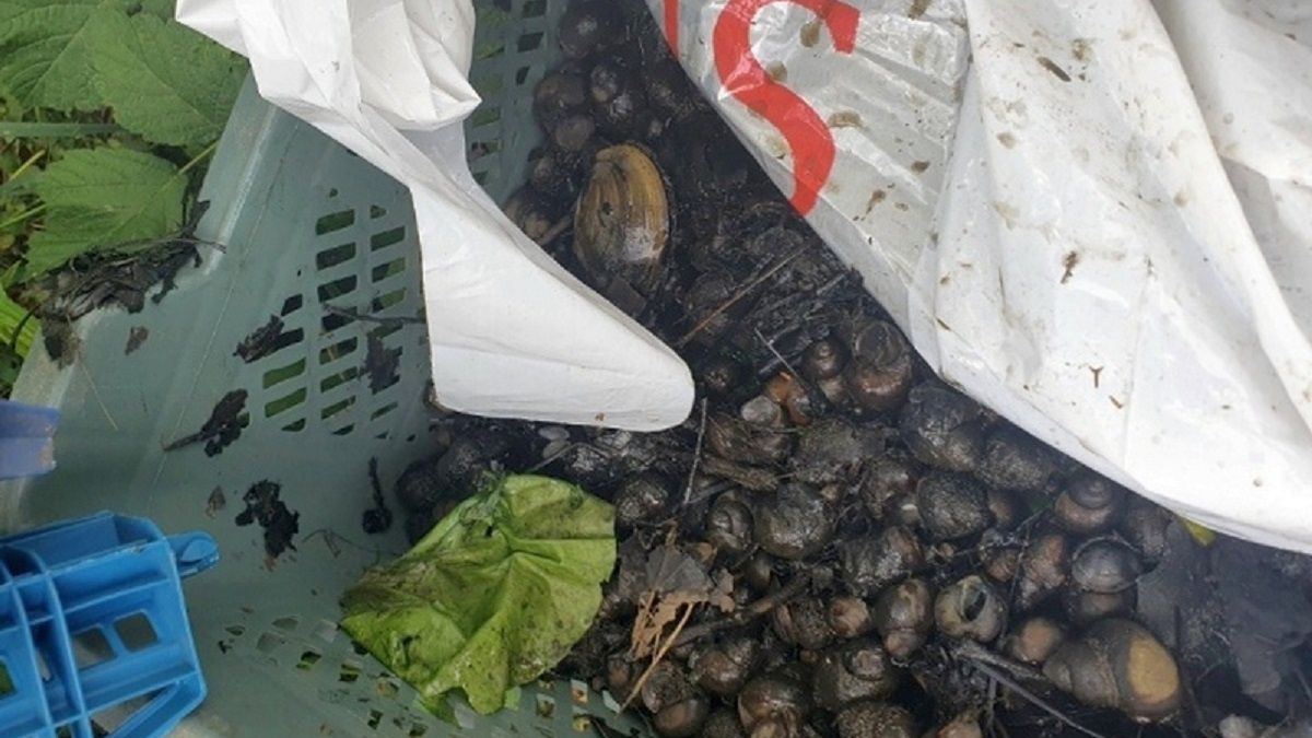 Wietnamczycy łowili ślimaki na terenie rezerwatu przyrody Morysin w Wilanowie