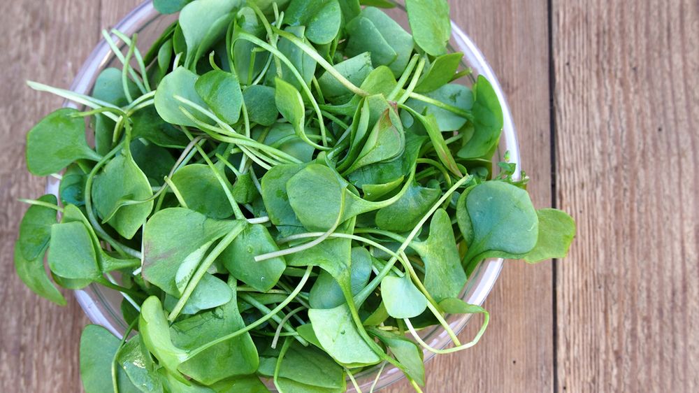 Rukiew wodna – charakterystyka, wartości odżywcze, właściwości prozdrowotne, zastosowanie w kuchni