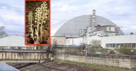 Sensacja w Czarnobylu. Niezwykła roślina zakwitła po 10 latach pod ziemią