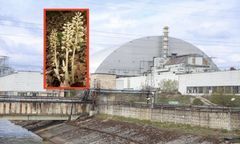 Sensacja w Czarnobylu. Niezwykła roślina zakwitła po 10 latach pod ziemią