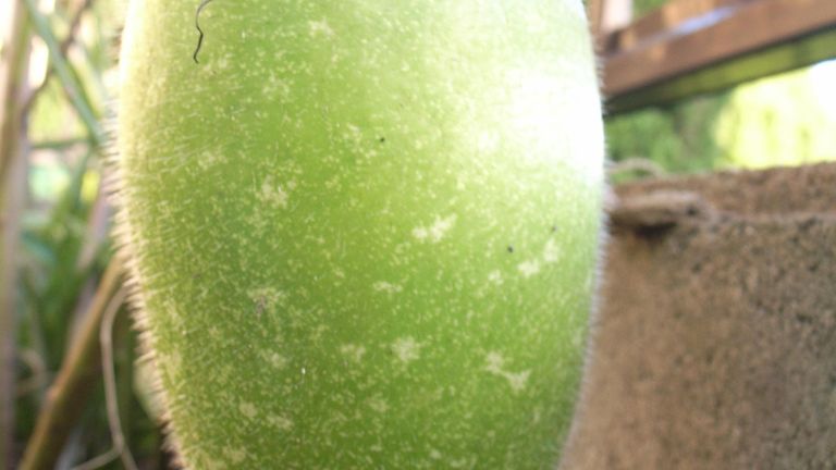 Surowa beninkaza szorstka (chińska odmiana melona)