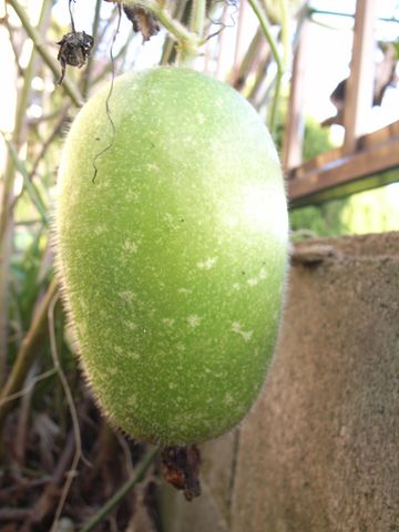Surowa beninkaza szorstka (chińska odmiana melona)