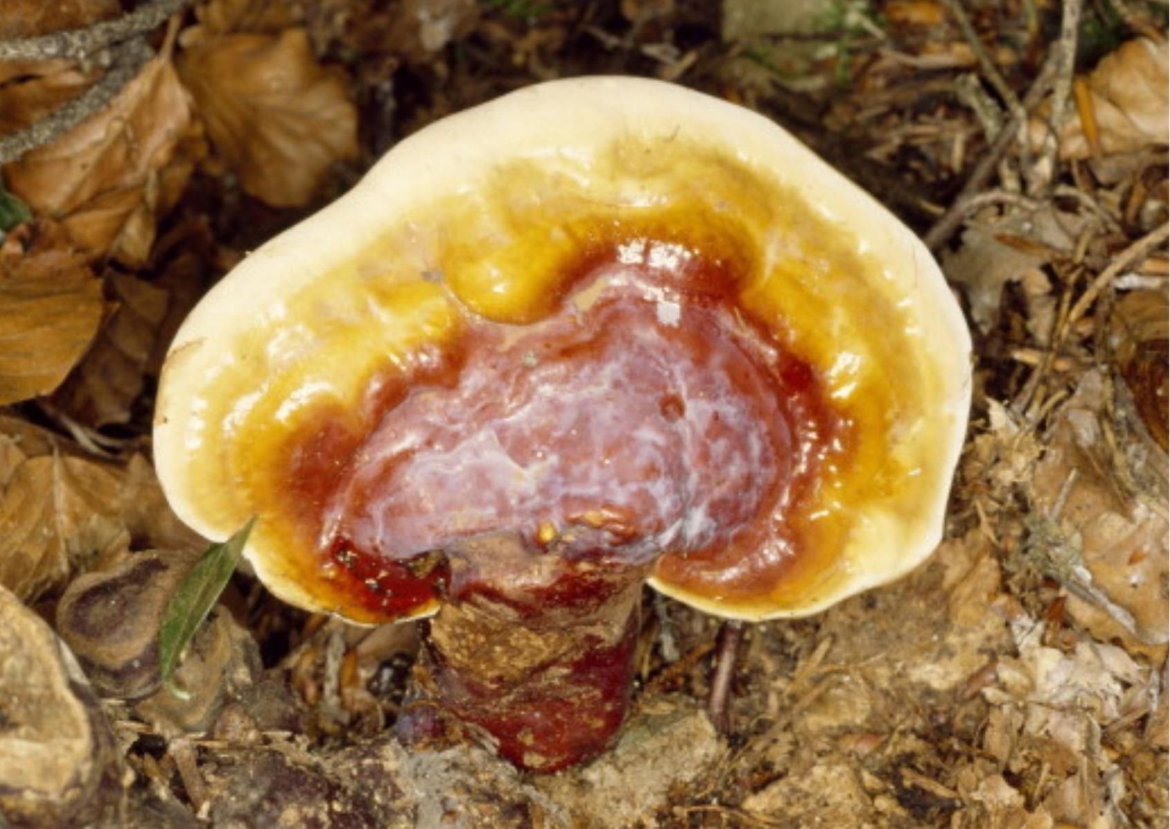 Grzyby reishi