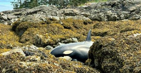 Alaska. Orka utknęła na kamienistej plaży. Olbrzymia akcja ratunkowa
