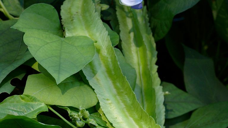 Surowe liście łustu głąbigroszka