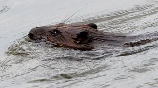 Bóbr spacerował po Chełmie. Nietypowa interwencja