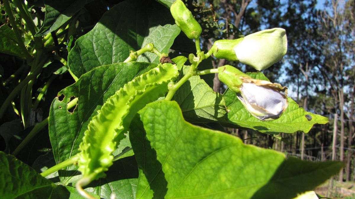 Surowa bulwa łustu głąbigroszka