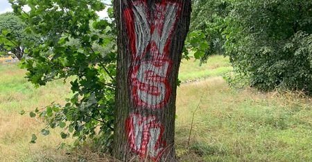 Zniszczyli ponad 100-letnie drzewo. "Wymaluj sobie coś takiego na czole"