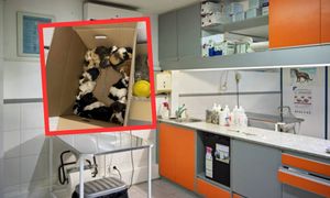 Dramat na działkach. 34 świnki morskie w ciąży i z ranami