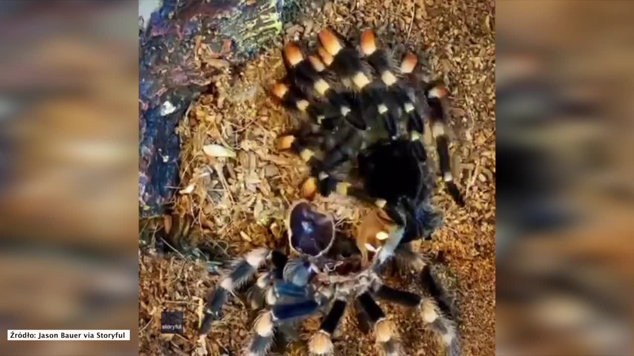 Tarantula zrzuca skórę. Zobacz hipnotyzujący timelapse.