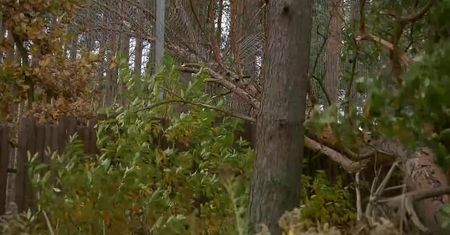 Zniszczone ogrodzenie przy wybiegu lwów, ewakuacja zwiedzających z ogrodu zoologicznego w Poznaniu