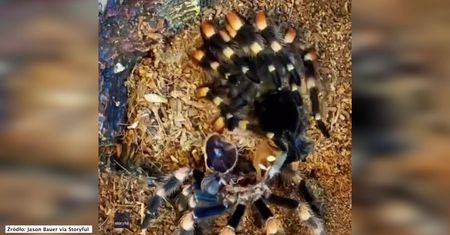 Tarantula zrzuca skórę. Zobacz hipnotyzujący timelapse.